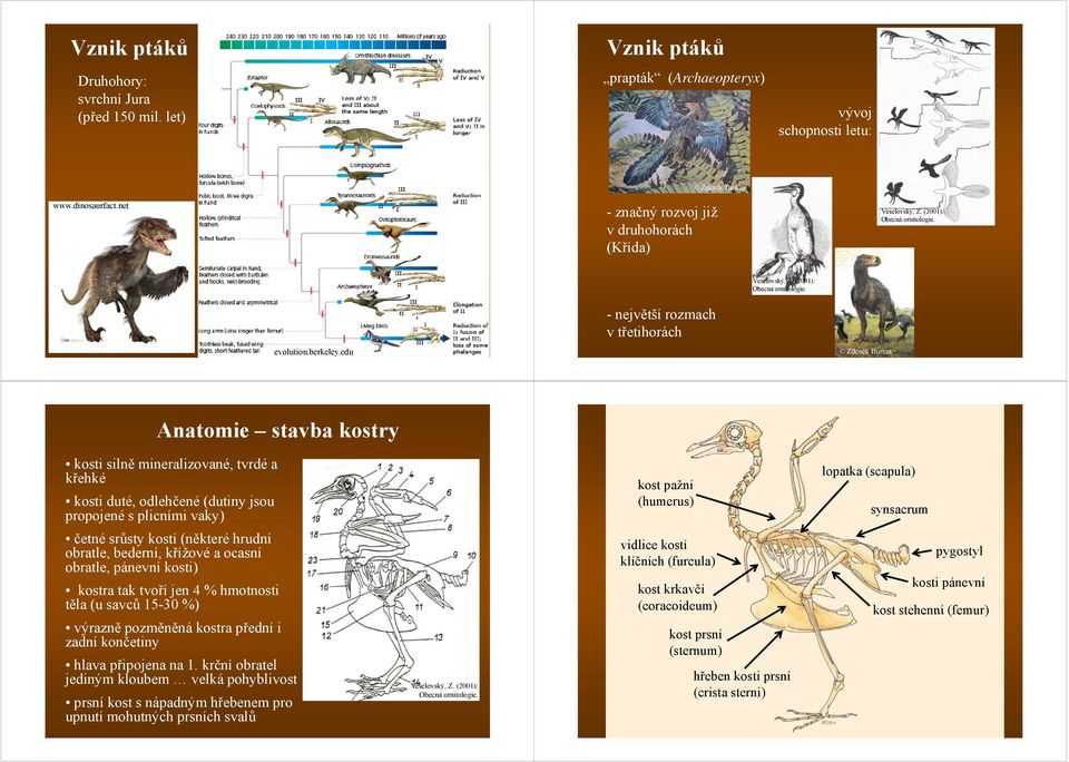 edu - největší rozmach v třetihorách Zdeněk Burian Anatomie stavba kostry kosti silně mineralizované, tvrdé a křehké kosti duté, odlehčené (dutiny jsou propojené s plicními vaky) četné srůsty kostí