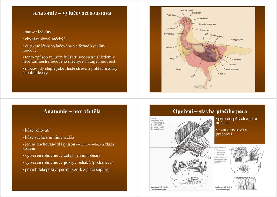 Anatomie povrch těla kůže suchá s minimem žláz jediné zachované žlázy jsou ve zvukovodech a žláza kostční vytvořen rohovinový zobák (ramphoteca) vytvořen