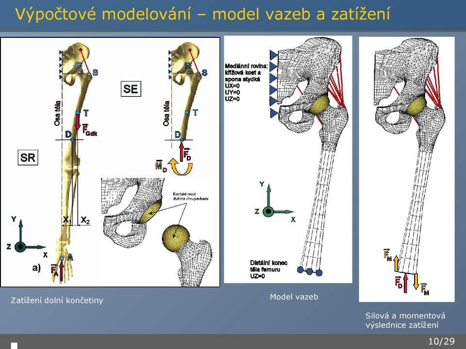 končetiny Model vazeb Silová a