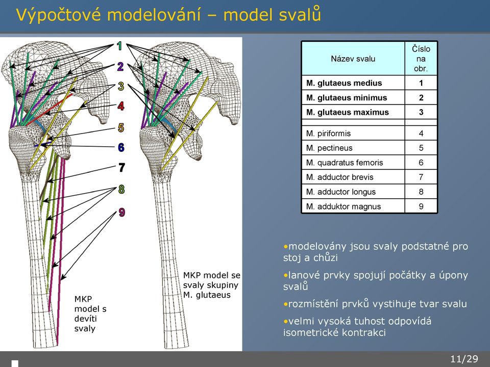 adduktor magnus 9 modelovány jsou svaly podstatné pro stoj a chůzi MKP model s devíti svaly MKP model se svaly skupiny M.