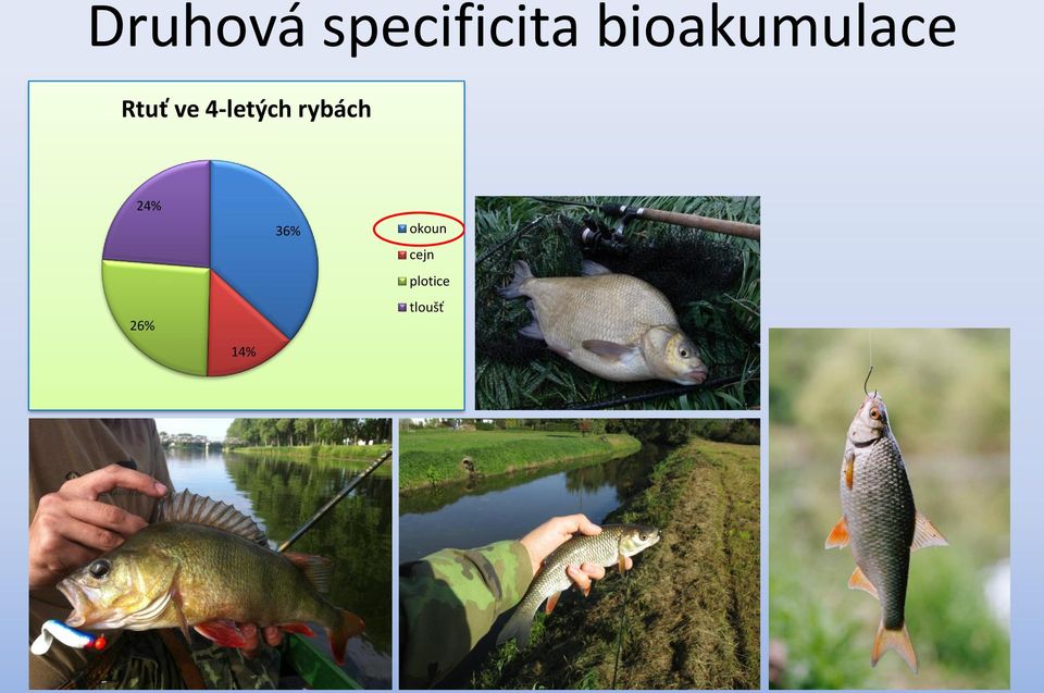 4-letých rybách 24% 26%