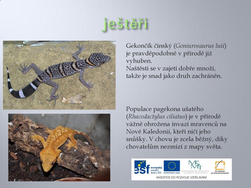 Populace pagekona ušatého (Rhacodactylus ciliatus) je v přírodě vážně ohrožena invazí