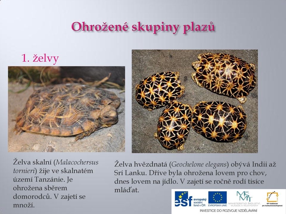 Želva hvězdnatá (Geochelone elegans) obývá Indii až Srí Lanku.