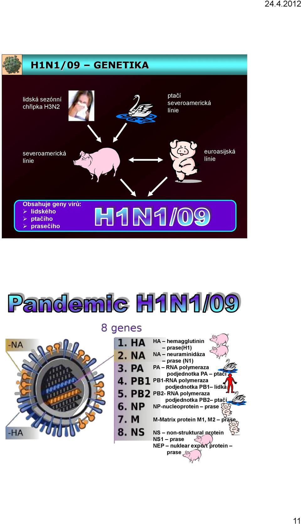 polymeraza podjednotka PA ptačí PB1-RNA polymeraza podjednotka PB1 lidká PB2- RNA polymeraza podjednotka PB2 ptačí