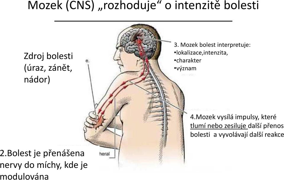 Mozek bolest interpretuje: lokalizace,intenzita, charakter význam 4.