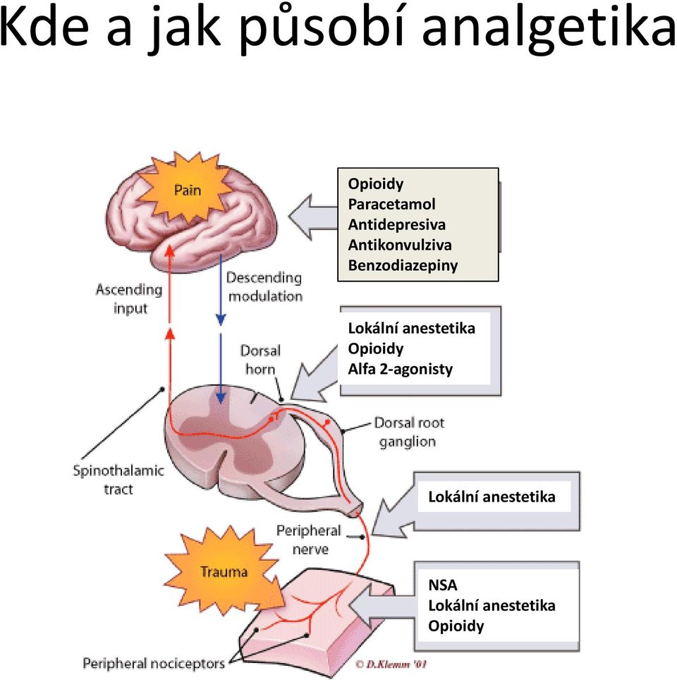 Benzodiazepiny Lokální anestetika Opioidy