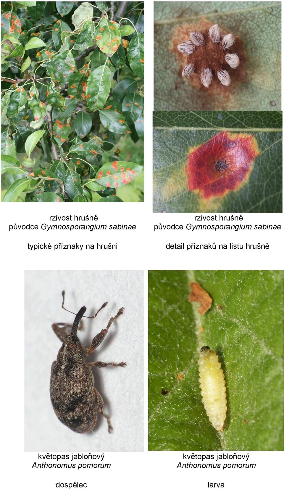 sabinae detail příznaků na listu hrušně květopas jabloňový