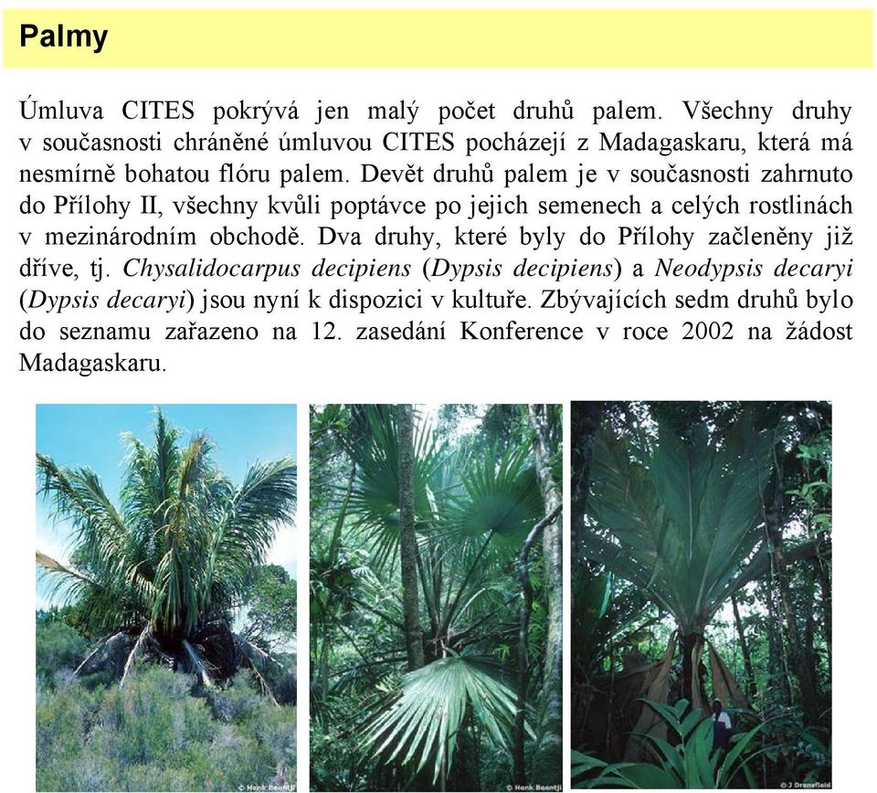 Devět druhů palem je v současnosti zahrnuto do Přílohy II, všechny kvůli poptávce po jejich semenech a celých rostlinách v mezinárodním obchodě.