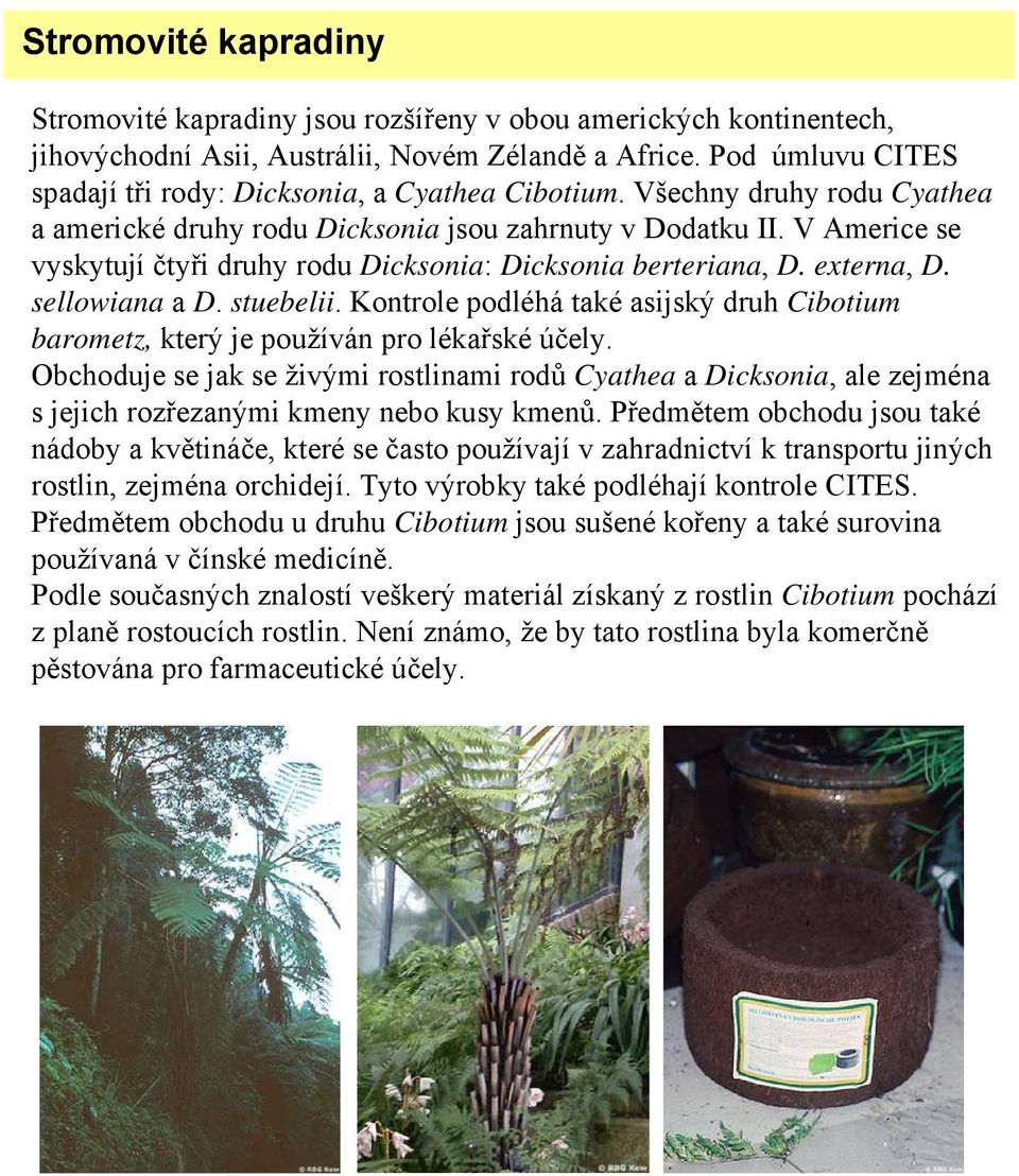 V Americe se vyskytují čtyři druhy rodu Dicksonia: Dicksonia berteriana, D. externa, D. sellowiana a D. stuebelii.