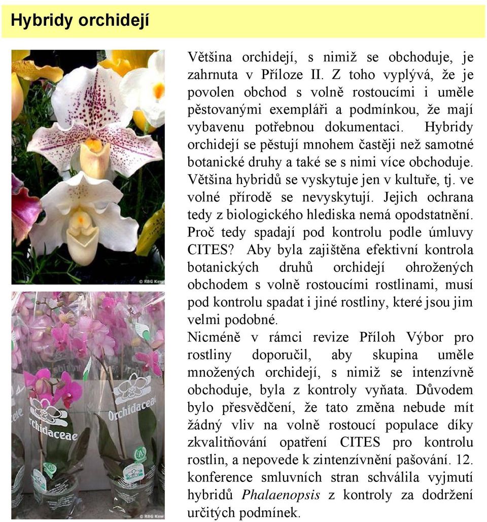 Hybridy orchidejí se pěstují mnohem častěji než samotné botanické druhy a také se s nimi více obchoduje. Většina hybridů se vyskytuje jen v kultuře, tj. ve volné přírodě se nevyskytují.