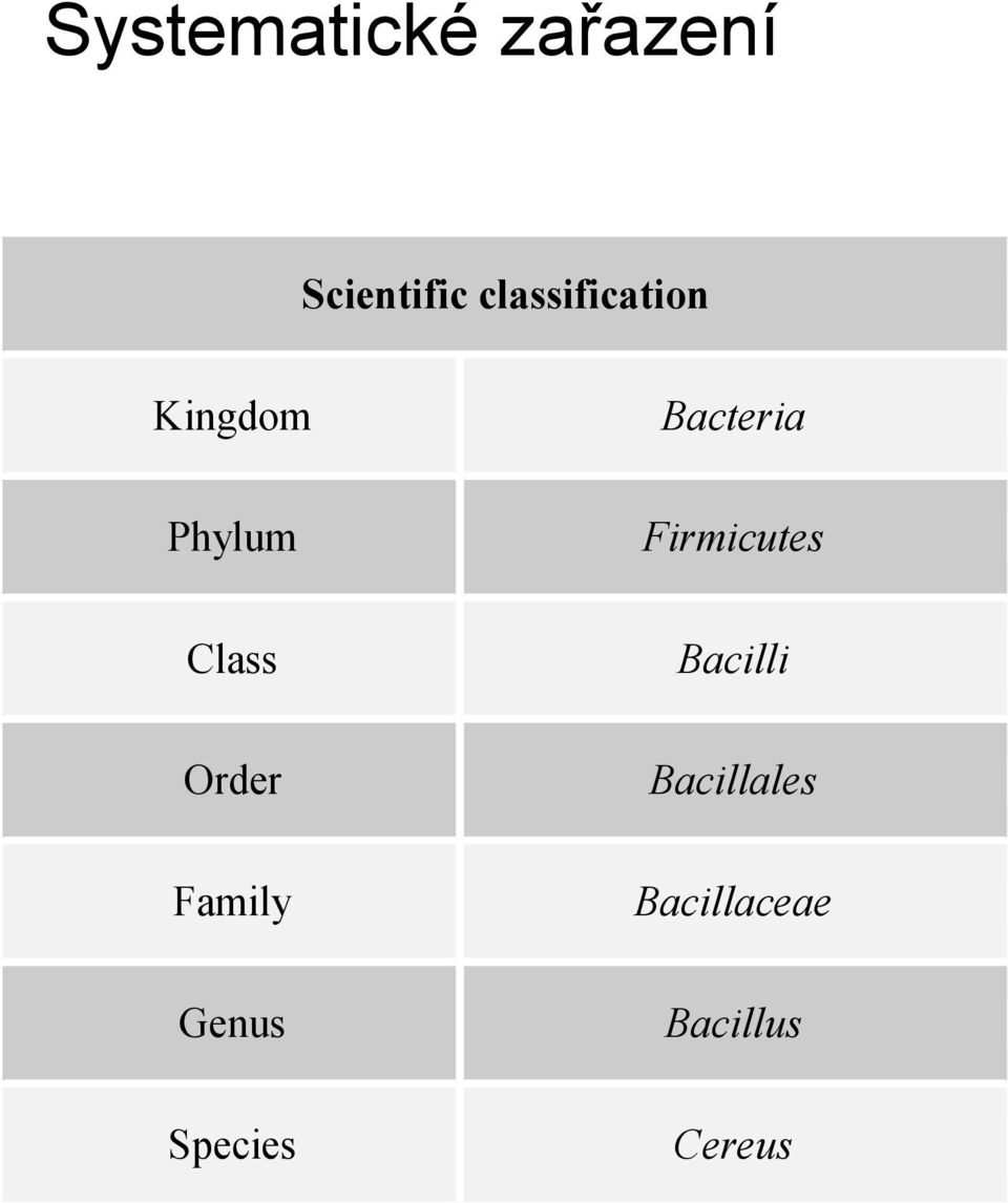 Firmicutes Class Bacilli Order