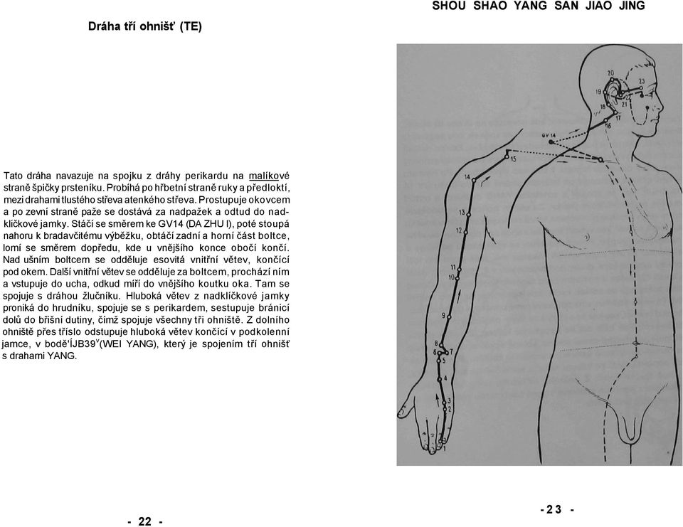 Stáčí se směrem ke GV14 (DA ZHU I), poté stoupá nahoru k bradavčitému výběžku, obtáčí zadní a horní část boltce, lomí se směrem dopředu, kde u vnějšího konce obočí končí.