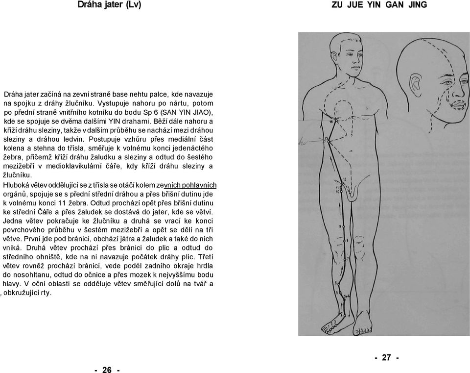 Běží dále nahoru a kříží dráhu sleziny, takže v dalším průběhu se nachází mezi dráhou sleziny a dráhou ledvin.
