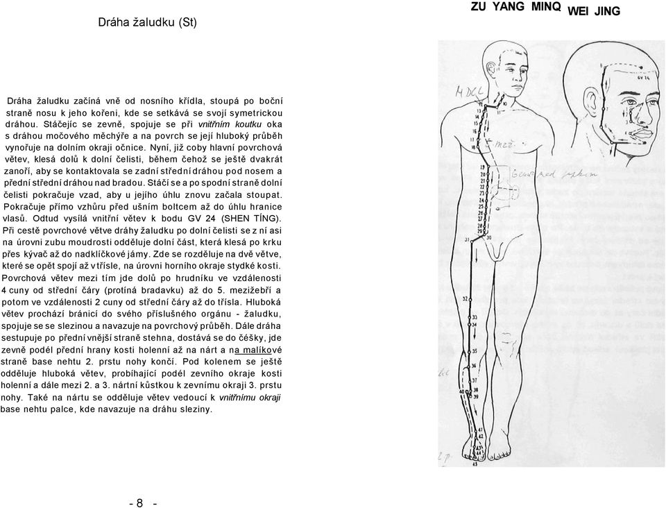 Nyní, již coby hlavní povrchová větev, klesá dolů k dolní čelisti, během čehož se ještě dvakrát zanoří, aby se kontaktovala se zadní střední dráhou pod nosem a přední střední dráhou nad bradou.