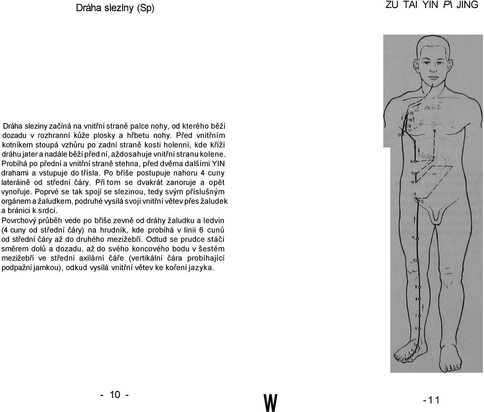 Probíhá po přední a vnitřní straně stehna, před dvěma dalšími YIN drahami a vstupuje do třísla. Po břiše postupuje nahoru 4 cuny lateráině od střední čáry. Při tom se dvakrát zanoruje a opět vynořuje.