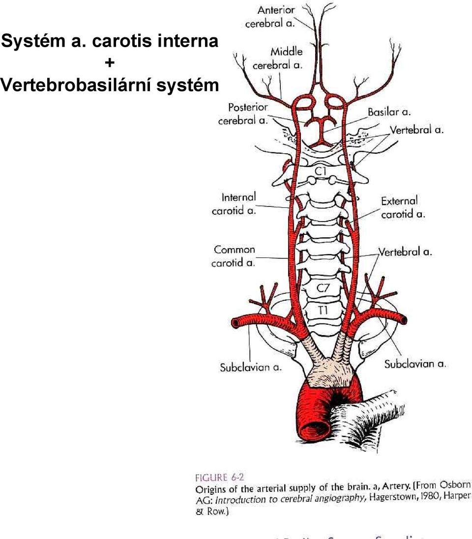 interna +