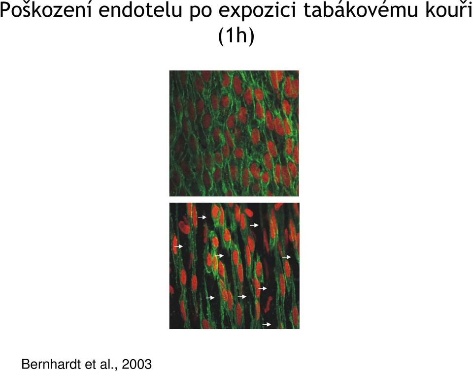 tabákovému kouři