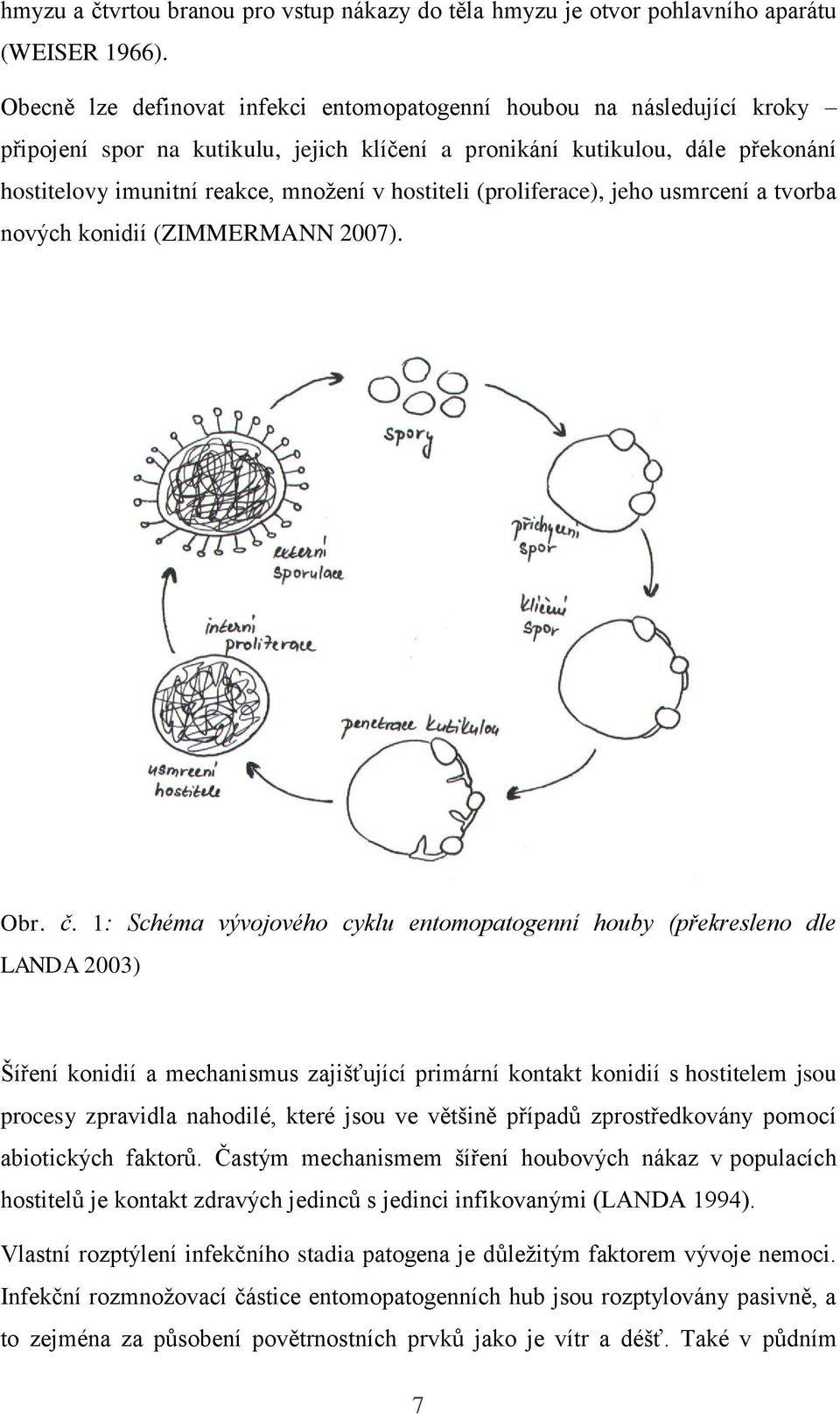 hostiteli (proliferace), jeho usmrcení a tvorba nových konidií (ZIMMERMANN 2007). Obr. č.