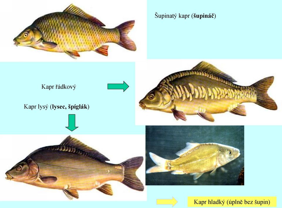 (lysec, špíglák) Kapr