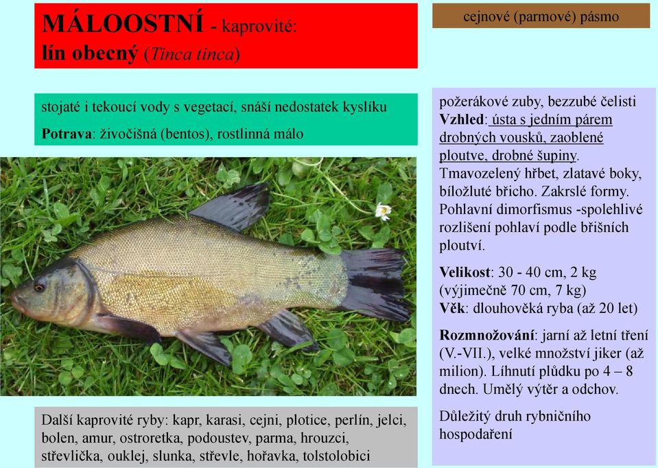 ústa s jedním párem drobných vousků, zaoblené ploutve, drobné šupiny. Tmavozelený hřbet, zlatavé boky, bíloţluté břicho. Zakrslé formy.