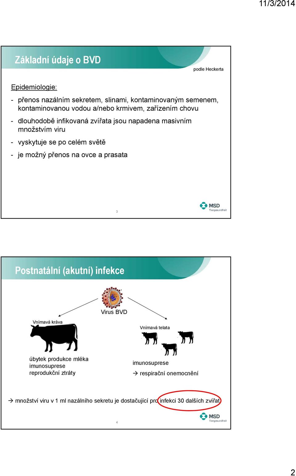 možný přenos na ovce a prasata 3 Postnatální (akutní) infekce Virus BVD Vnímavá kráva Vnímavá telata úbytek produkce mléka imunosuprese