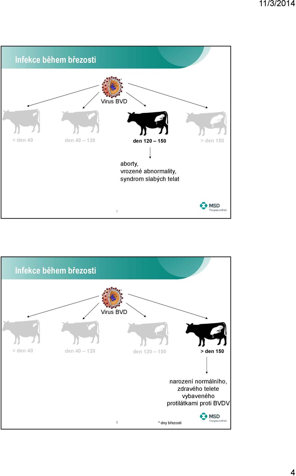 normálního, zdravého telete vybaveného protilátkami proti BVDV 8 * dny