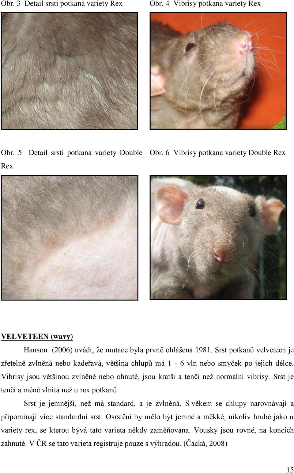 Srst potkanů velveteen je zřetelně zvlněná nebo kadeřavá, většina chlupů má 1-6 vln nebo smyček po jejich délce. Vibrisy jsou většinou zvlněné nebo ohnuté, jsou kratší a tenčí než normální vibrisy.