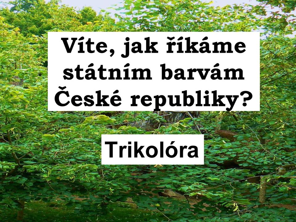 barvám České