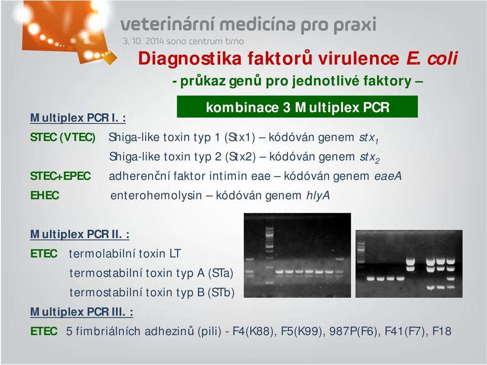 stx 2 STEC+EPEC adherenční faktor intimin eae kódóvángenem eaea EHEC enterohemolysin kódóvángenem hlya Multiplex PCR II.