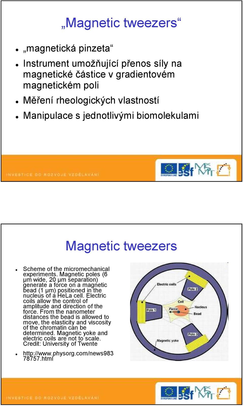 Magnetic poles (6 µm wide, 20 µm separation) generate a force on a magnetic bead (1 µm) positioned in the nucleus of a HeLa cell.