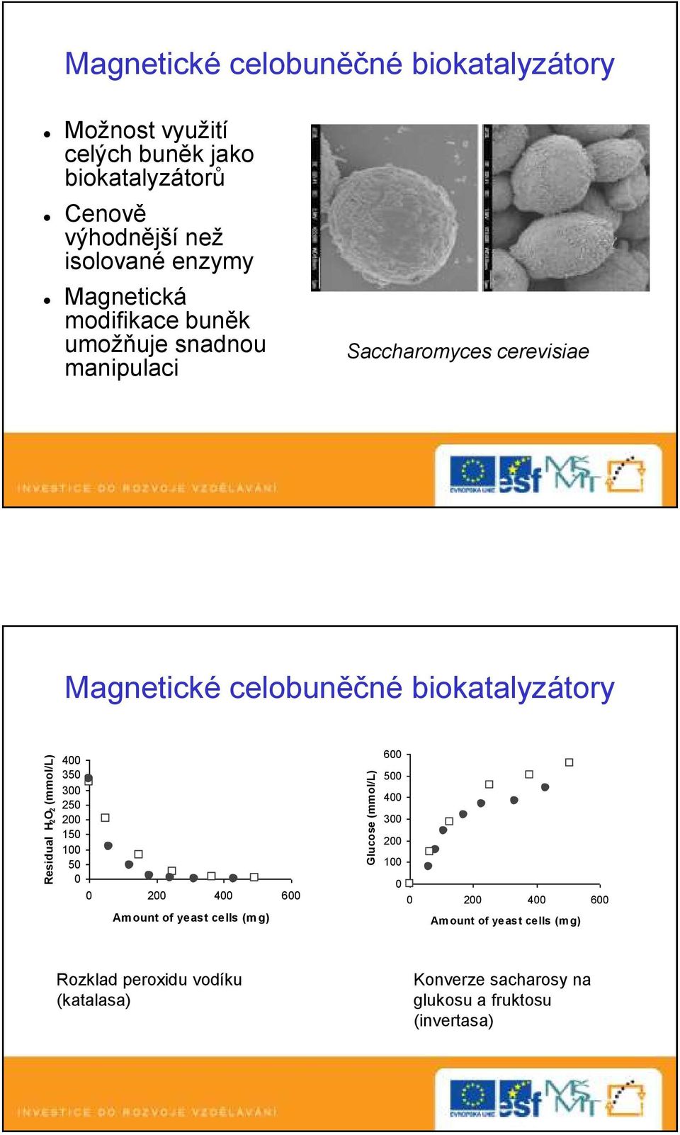 Magnetická modifikace buněk umožňuje snadnou manipulaci Saccharomyces cerevisiae Magnetické celobuněčné biokatalyzátory 400 350 300