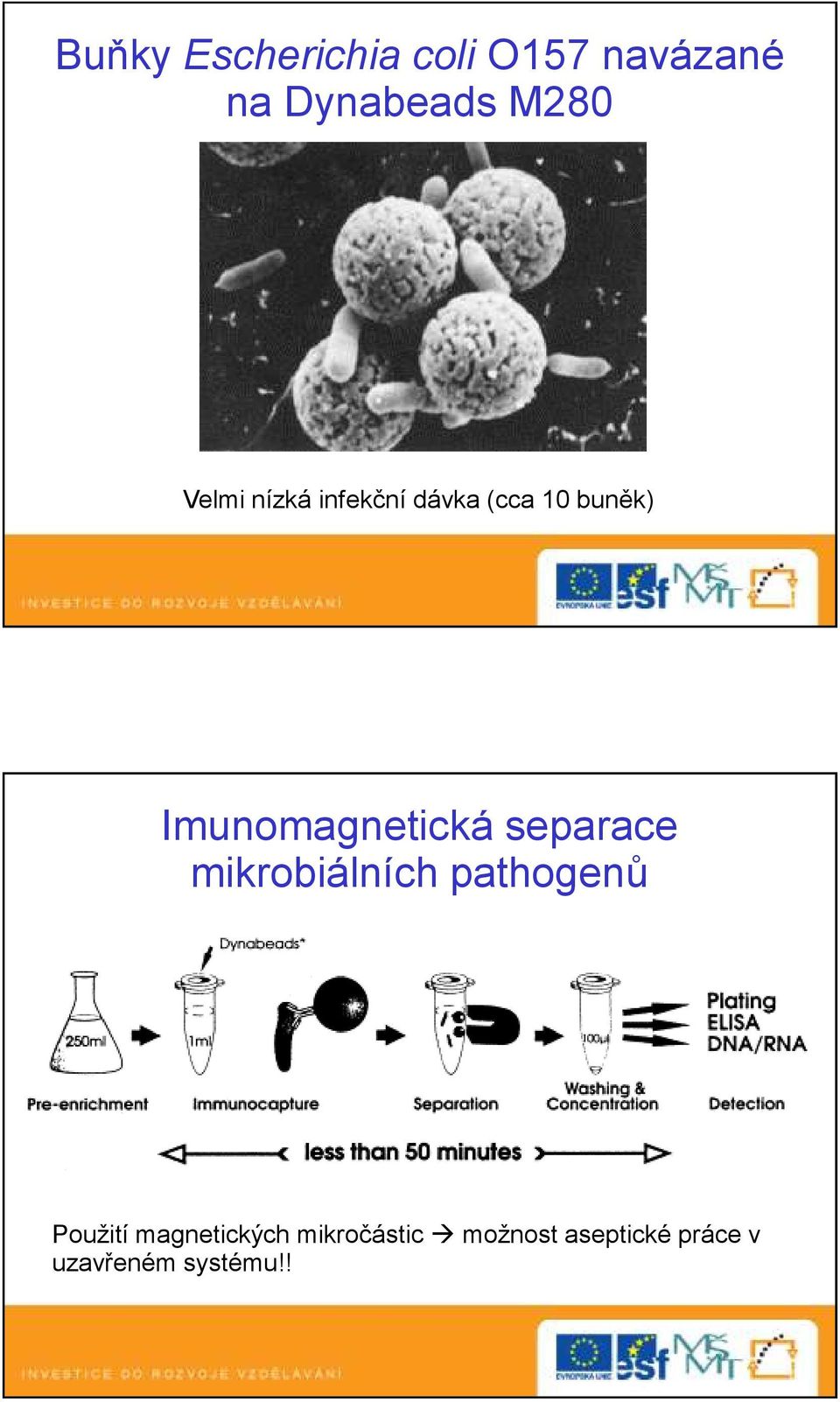Imunomagnetická separace mikrobiálních pathogenů Použití