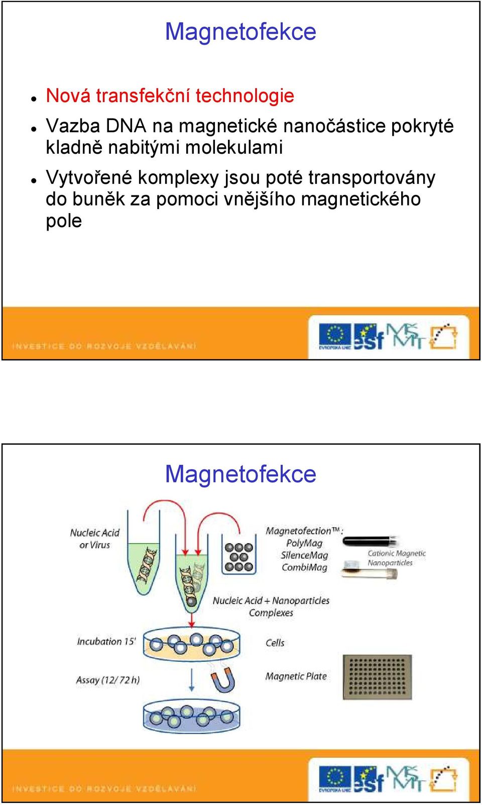 molekulami Vytvořené komplexy jsou poté transportovány