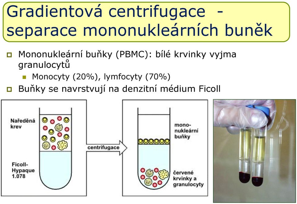 (PBMC): bílé krvinky vyjma granulocytů Monocyty