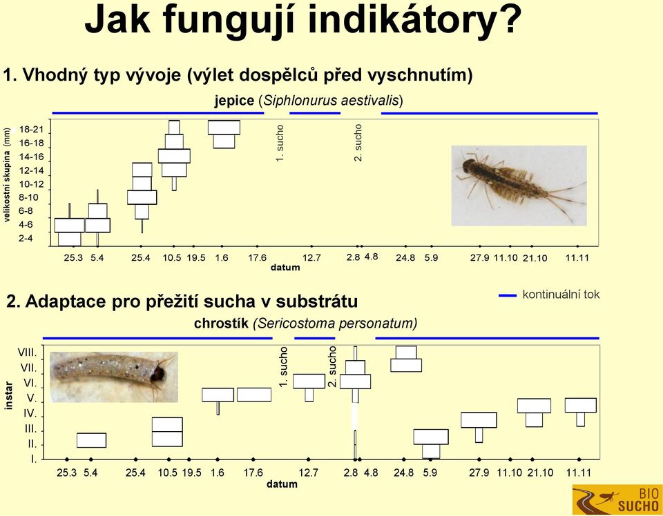 6 12.7 2.8 4.8 24.8 5.9 27.9 11.10 21.10 11.11 datum 2. Adaptace pro přežití sucha v substrátu chrostík (Sericostoma personatum) Sruktura populace P.