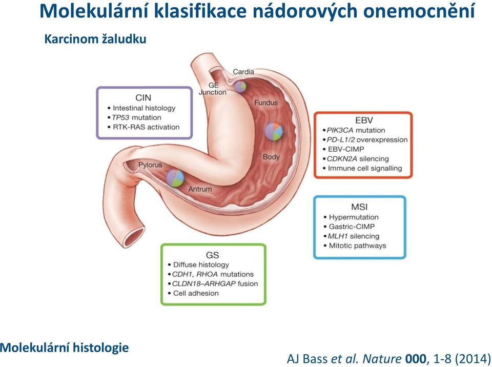 žaludku Molekulární histologie