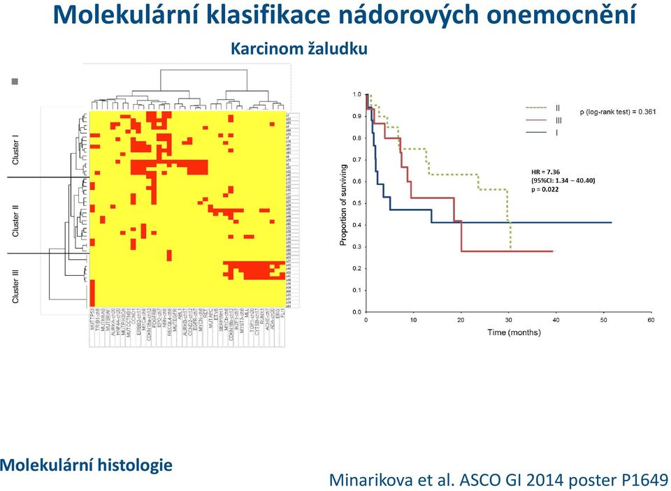 žaludku Molekulární histologie