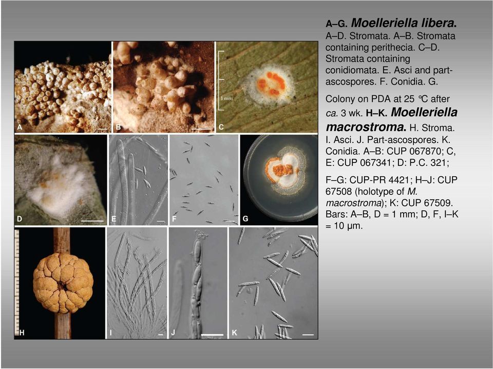 3 wk. H K. Moelleriella macrostroma. H. Stroma. I. Asci. J. Part-ascospores. K. Conidia.