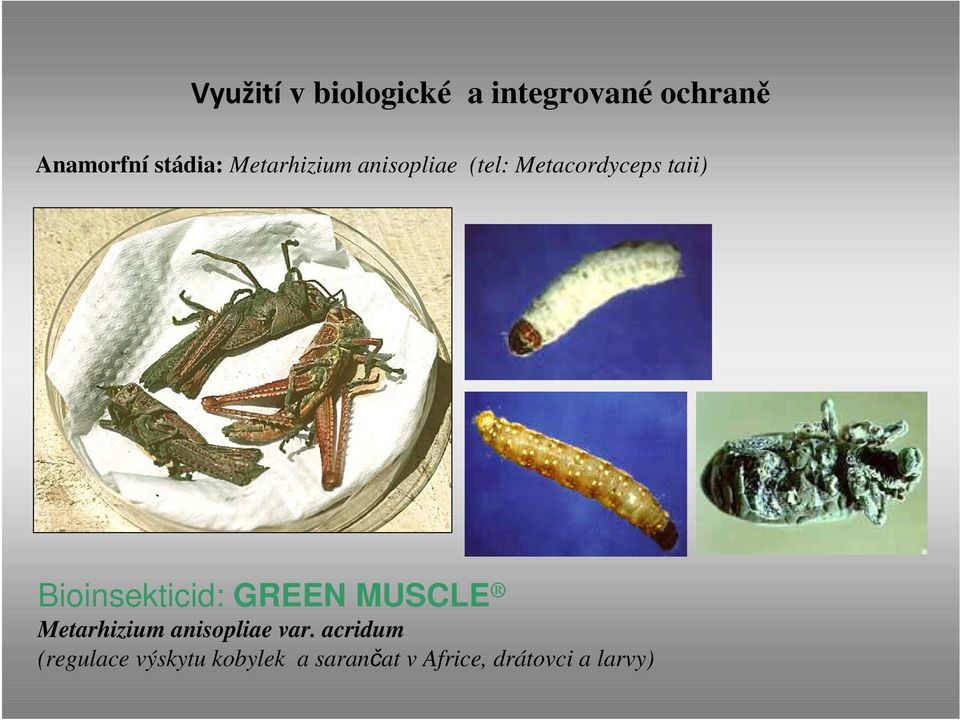 Bioinsekticid: GREEN MUSCLE Metarhizium anisopliae var.