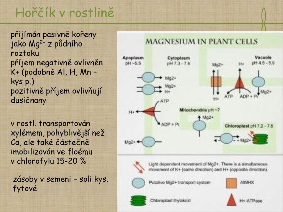 ) pozitivně příjem ovlivňují dusičnany v rostl.