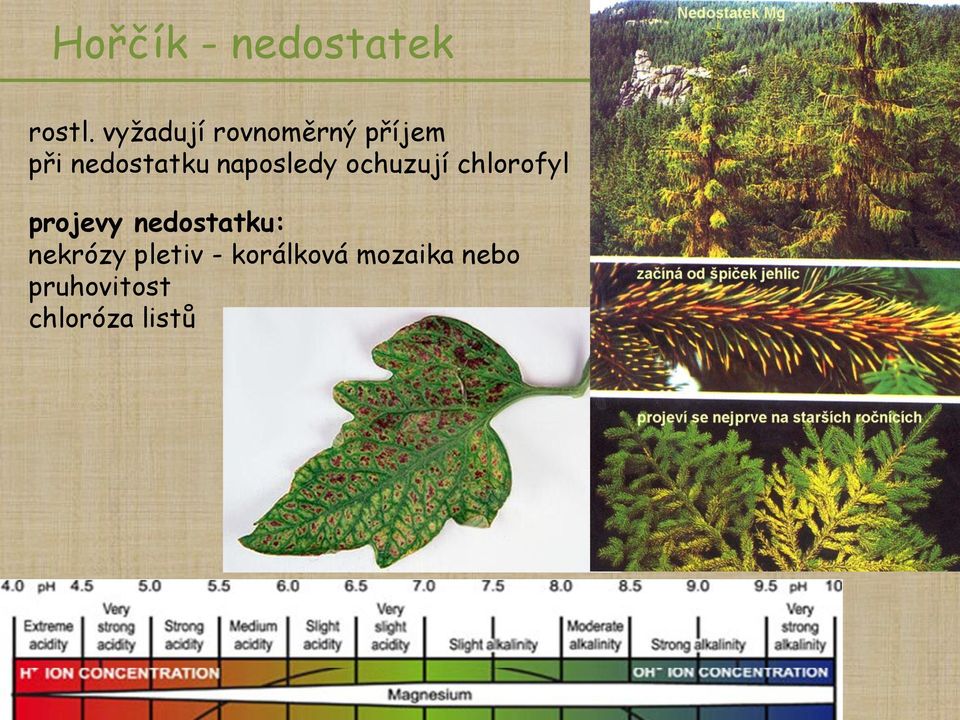 naposledy ochuzují chlorofyl projevy