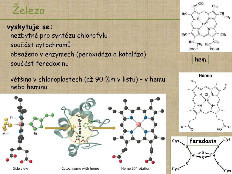 kataláza) součást feredoxinu hem většina v