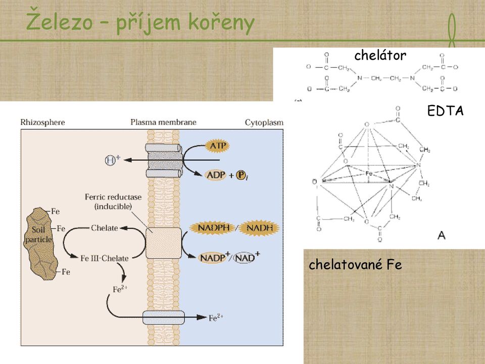 kořeny