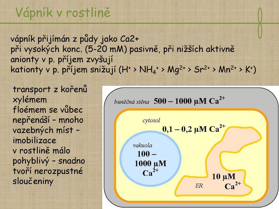 příjem snižují (H + > NH 4 + > Mg 2+ > Sr 2+ > Mn 2+ > K + ) transport z kořenů xylémem