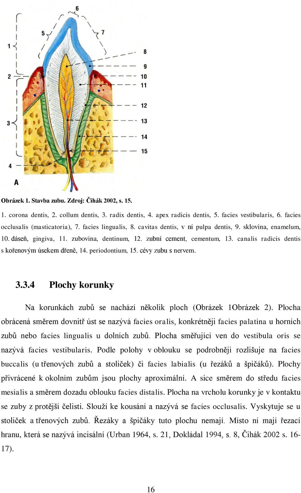 canalis radicis dentis s kořenovým úsekem dřeně, 14. periodontium, 15. cévy zubu s nervem. 3.3.4 Plochy korunky Na korunkách zubů se nachází několik ploch (Obrázek 1Obrázek 2).