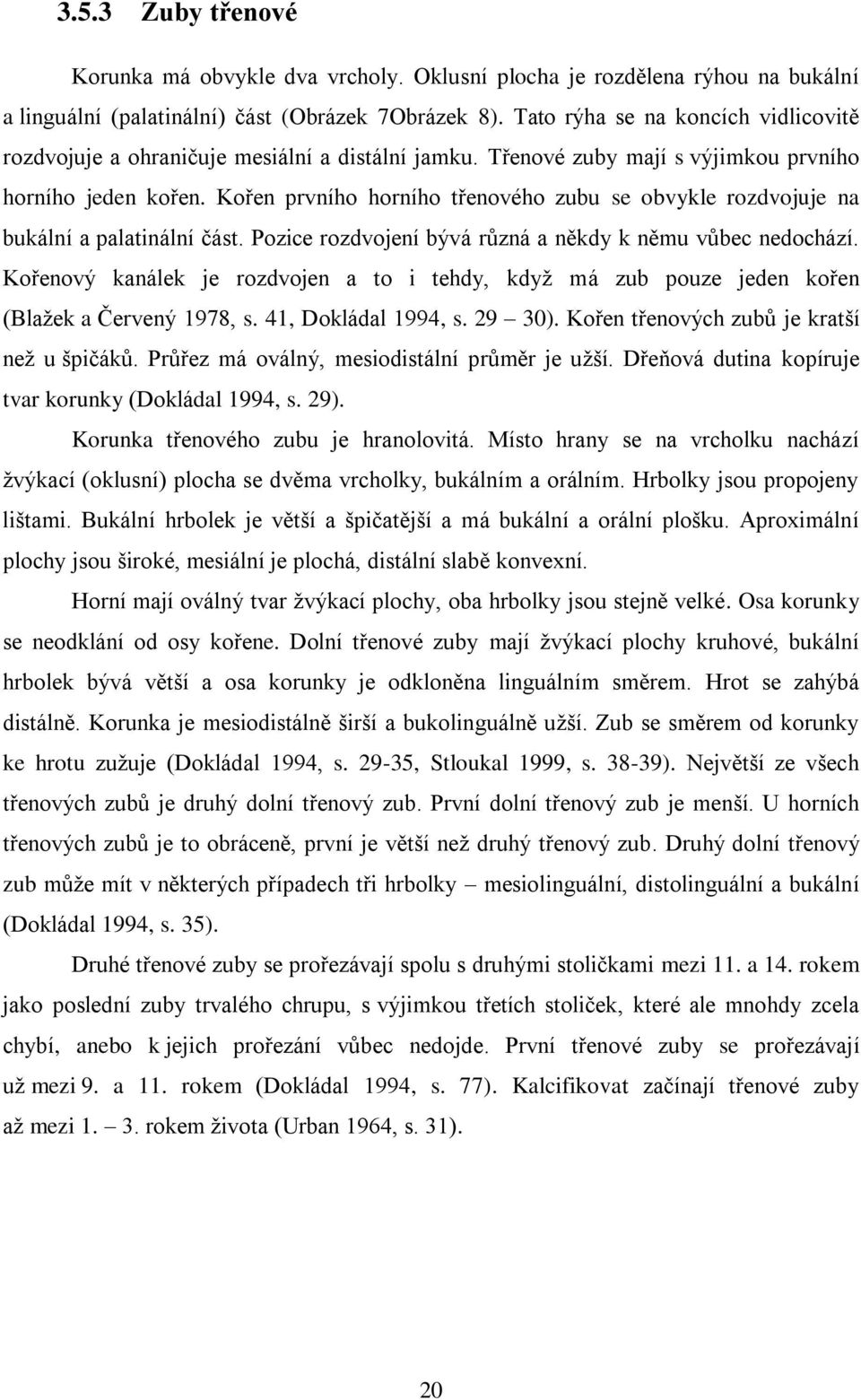 Kořen prvního horního třenového zubu se obvykle rozdvojuje na bukální a palatinální část. Pozice rozdvojení bývá různá a někdy k němu vůbec nedochází.