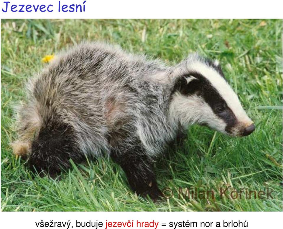 jezevčí hrady =