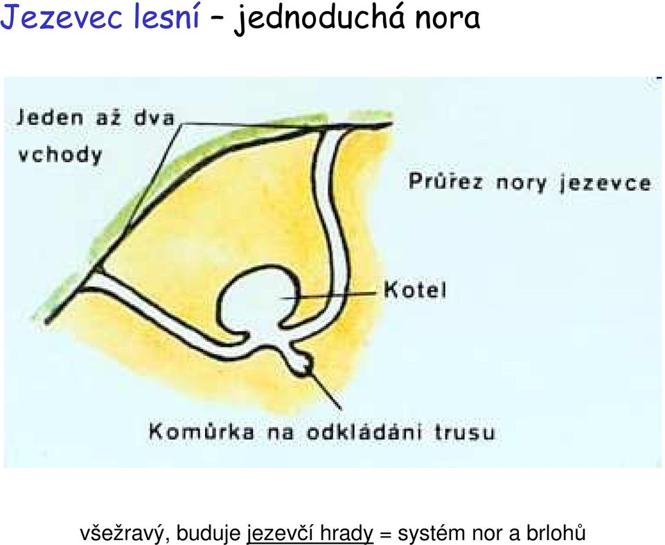 všežravý, buduje