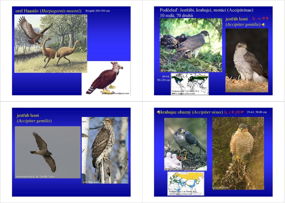 lynxeds.com 49-64; 90-120 cm pleistoproject.wordpress.