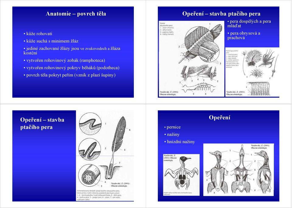 mláďat pera obrysová a prachová Veselovský, Z. (2001): Obecná ornitologie. Veselovský, Z. (2001): Obecná ornitologie. Opeření stavba ptačího pera pernice nažiny hnízdní nažiny Opeření Veselovský, Z.